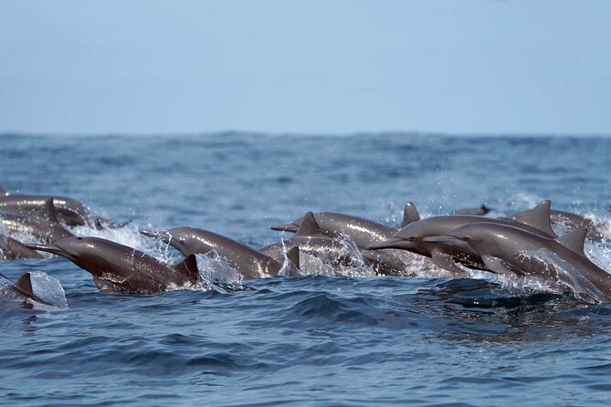 Ocean Eco Adventure with Marine Biologist Guides - Setting out from Chahué Marina at 11 a.m.
