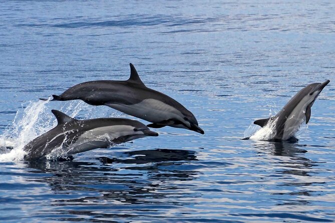 Ocean Eco Adventure with Marine Biologist Guides - Huatulco National Park and its string of bays