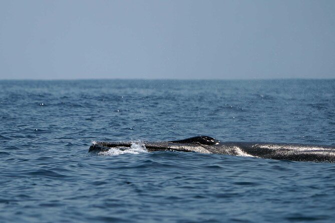 Ocean Eco Adventure with Marine Biologist Guides - What $83.64 buys you