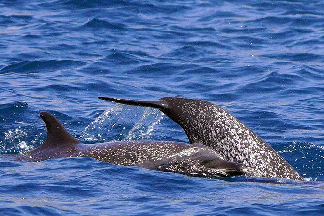 Ocean Eco Adventure with Marine Biologist Guides - Who should take this Huatulco boat trip?