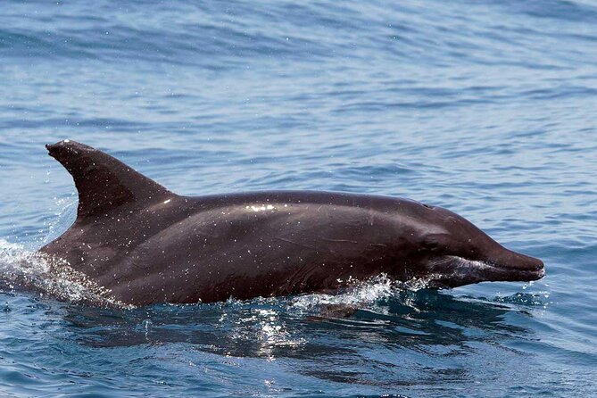 Ocean Eco Adventure with Marine Biologist Guides - Practical details that affect the day
