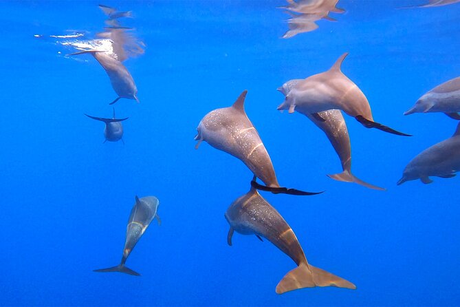 Ocean Eco Adventure with Marine Biologist Guides - The offshore search for dolphins, turtles, and whales