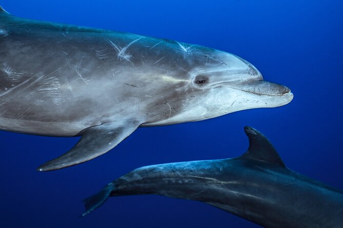Ocean Safari: Sea Lions, Mobula Rays, Dolphins, Orcas & Whales - Leaving La Ventana at 8:00 a.m.
