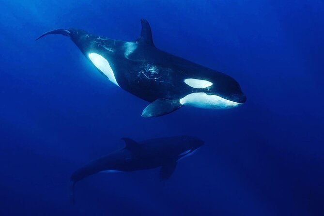 Ocean Safari: Sea Lions, Mobula Rays, Dolphins, Orcas & Whales - Mobula rays are the star of the water