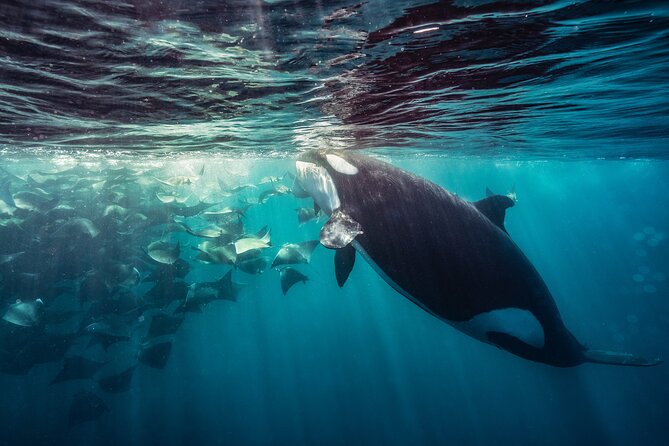 Ocean Safari: Sea Lions, Mobula Rays, Dolphins, Orcas & Whales - Dolphins and whales add variety