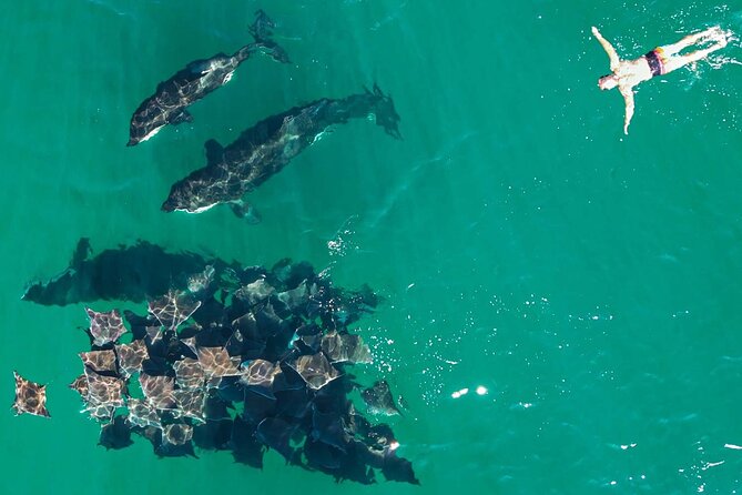 Ocean Safari: Sea Lions, Mobula Rays, Dolphins, Orcas & Whales - Swimming is optional, not effortless