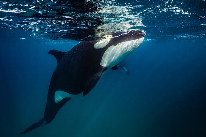 Ocean Safari: Sea Lions, Mobula Rays, Dolphins, Orcas & Whales - A small group makes a real difference
