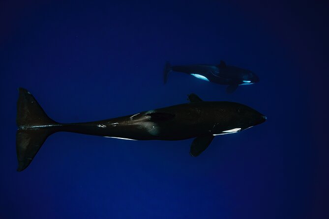 Ocean Safari: Sea Lions, Mobula Rays, Dolphins, Orcas & Whales - Safety and respect shape the experience