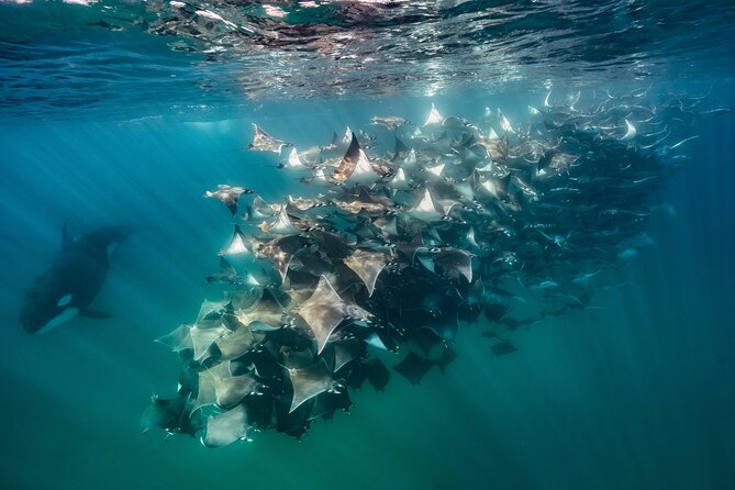 Ocean Safari: Sea Lions, Mobula Rays, Dolphins, Orcas & Whales - Searching for Baja’s moving wildlife