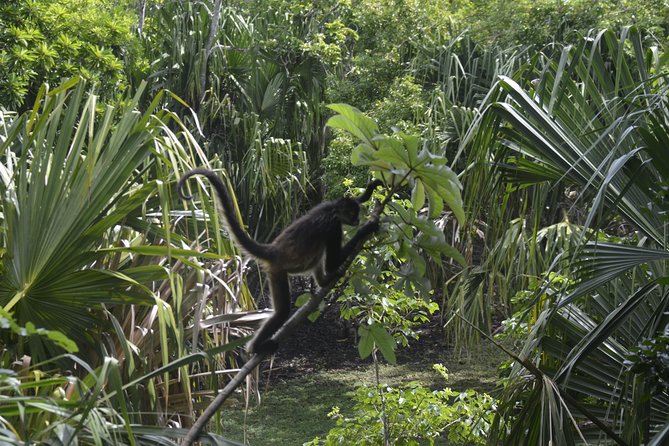 One Day Tour to Chacchoben Mayan City and Bacalar Lagoon with a Certified Guide - How the timing works on a cruise day