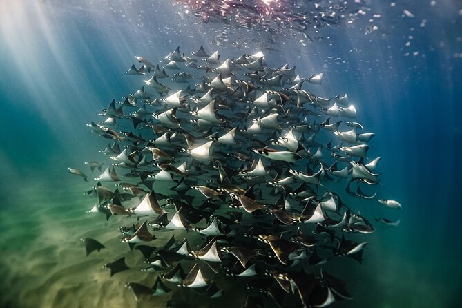 Open Ocean Safari and Whale Watching - Quick facts about the Cabo ocean safari