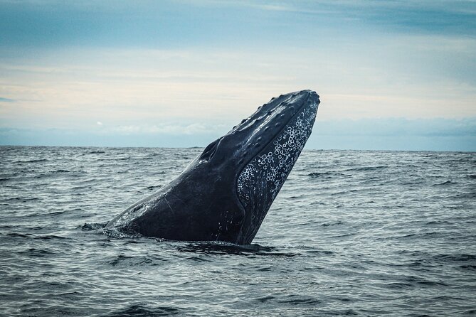 Open Ocean Safari and Whale Watching - Pelican Rock and the chance to snorkel