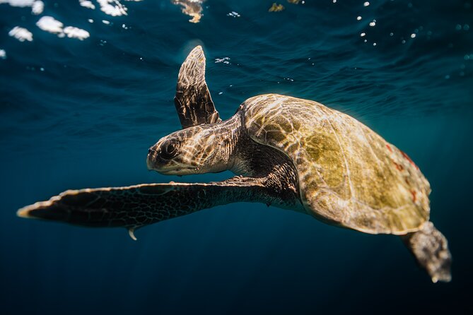 Open Ocean Safari and Whale Watching - Searching the Sea of Cortez for wildlife