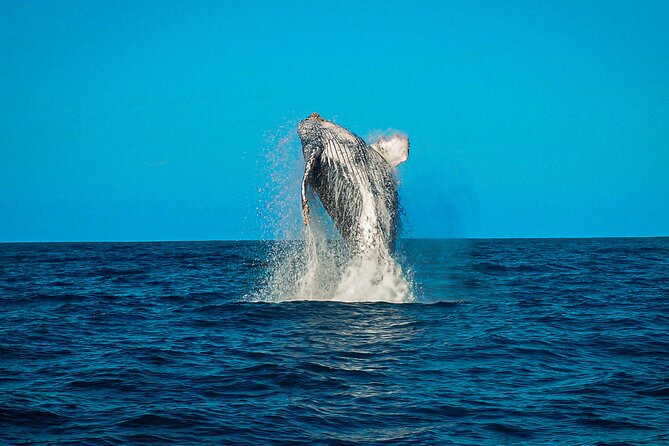 Open Ocean Safari and Whale Watching - Photos, videos, and the real value of the price