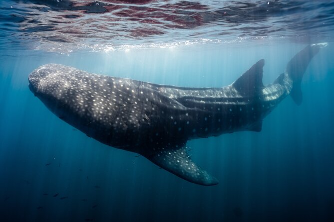 Open Ocean Safari and Whale Watching - Food, comfort, and what to bring