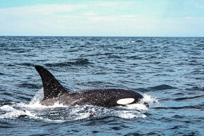 Open Ocean Safari and Whale Watching - Weather, timing, and cancellation rules