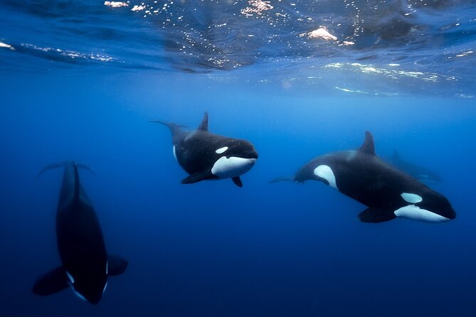 Open Ocean Safari and Whale Watching - El Arco: Cabo’s signature view