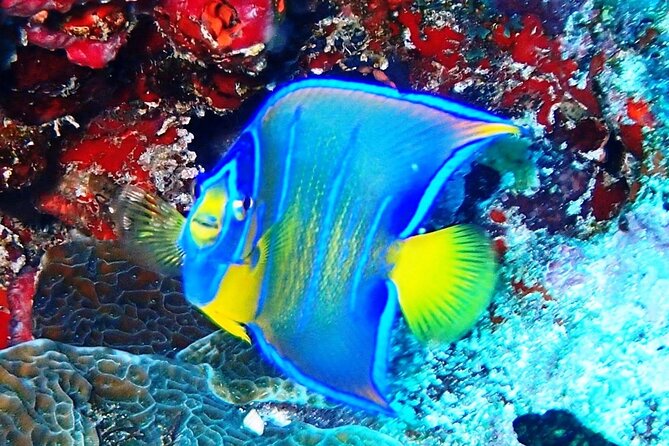 Open Water Certification Course-PADI - What the $520 course actually gives you