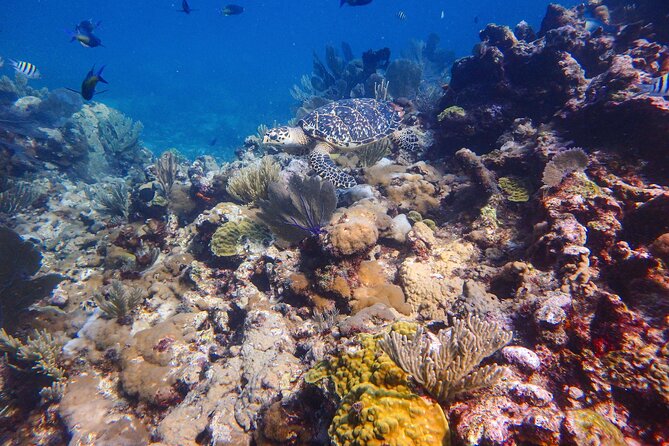 Open Water Certification Course-PADI - Day 3: four certified skills and a marine park outing