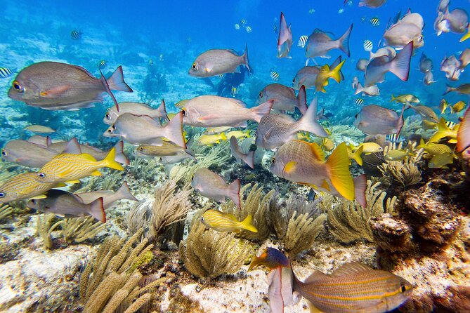Open Water Certification Course-PADI - Day 1: turn online study into practical skills