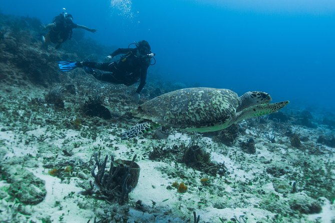 Open Water Course Cozumel - What the $600 course is really buying you