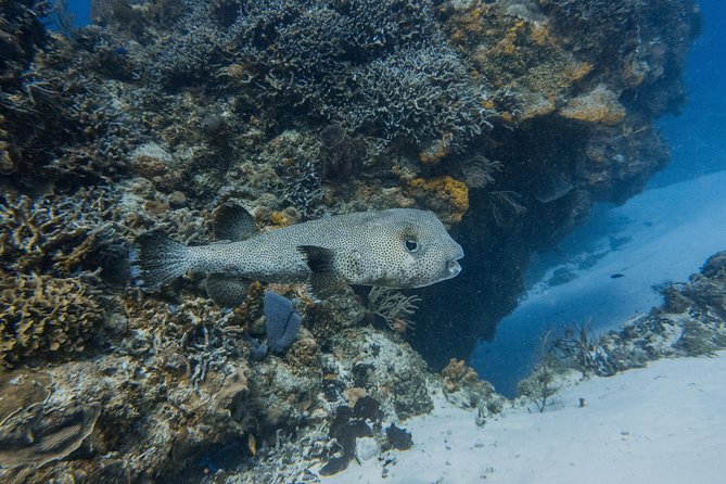 Open Water Course Cozumel - Day three: Cozumel and the Mesoamerican reef