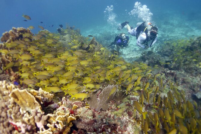 PADI Discover Scuba Diving for divers without certification - First stop: the submerged statues of MUSA