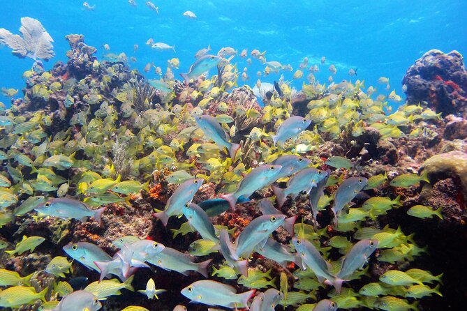 PADI Discover Scuba Diving for divers without certification - Weather, timing, and cancellation details