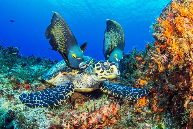 PADI Discover Scuba Diving Program in the Riviera Maya - What the Four-Hour Program Is Really Like