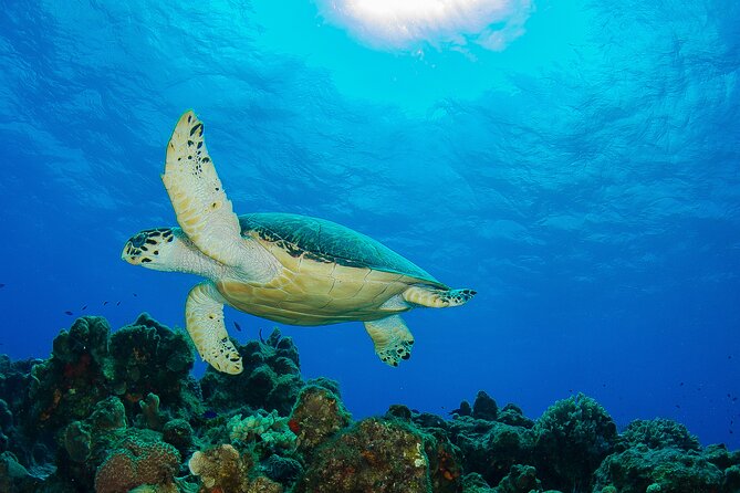 PADI Discover Scuba Diving Program in the Riviera Maya - The Pro Dive Mexico Training Session