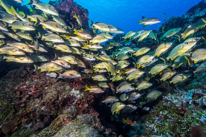 PADI Discover Scuba Diving Program in the Riviera Maya - Who Should Choose This Experience