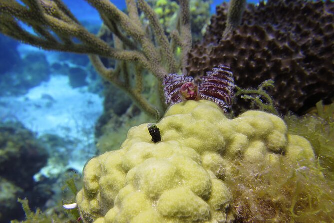 PADI Discover Scuba Diving Program in the Riviera Maya - Is This Riviera Maya Scuba Experience Worth Booking?