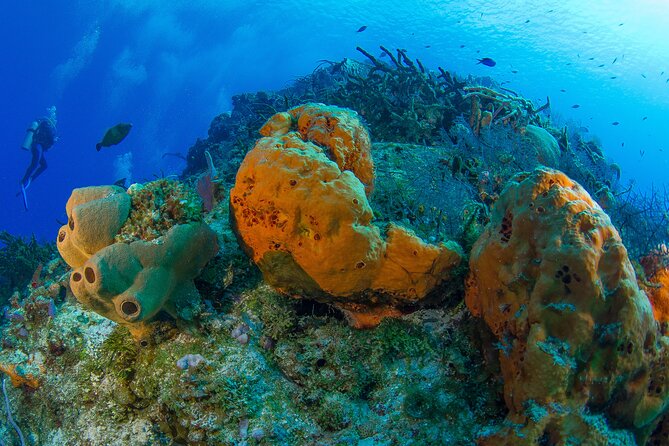 PADI Discover Scuba Diving Tour in Cozumel - Why the small group matters