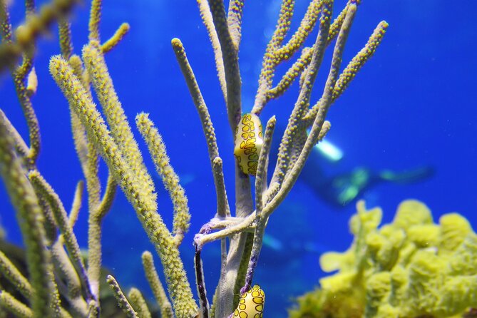 PADI Discover Scuba Diving Tour in Cozumel - The transportation problem to avoid