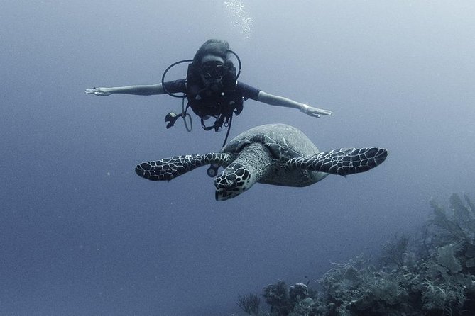 PADI Discover Scuba Diving - From theory to shallow-water practice
