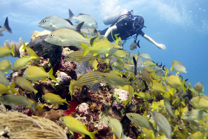PADI Open Water Diver Course - Is $560 a Fair Price?