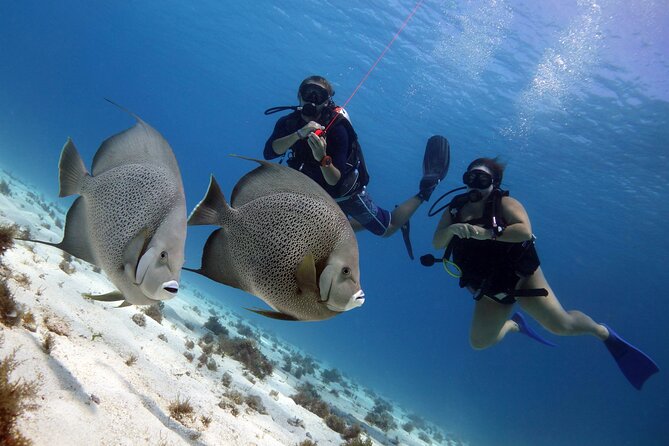 PADI Open Water Diver Course - Group Size and Language