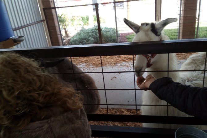 Pai Pai tour - Two hours among animals at Pai Pai