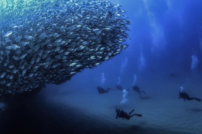Private Dive Boat for Certified Divers - Cabo San Lucas - Key Details Before You Book