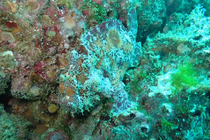 Private Dive Boat for Certified Divers - Cabo San Lucas - A Free Refresher Before You Go Under