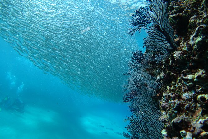 Private Dive Boat for Certified Divers - Cabo San Lucas - Surface Interval With Cabo’s Arch