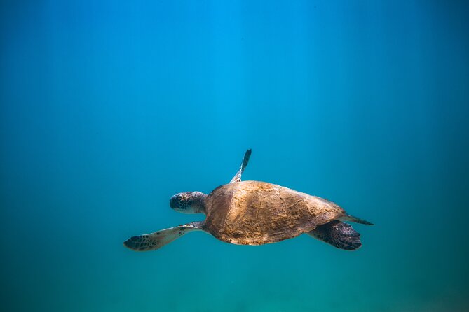 Private Dive Boat for Certified Divers - Cabo San Lucas - Underwater Photos Without Hiring a Photographer