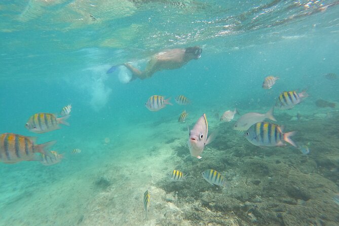 Private MUSA Snorkeling Experience at Isla Mujeres and Cancun - MUSA: strange, memorable, and not for everyone