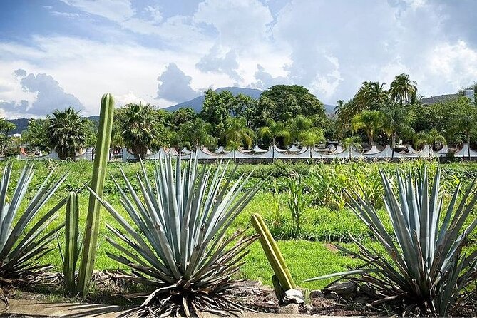 Private One Day Adventure Tour in Tequila and La Fortaleza Distillery - Leaving Guadalajara for the agave country