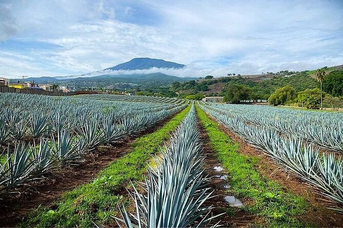 Private One Day Adventure Tour in Tequila and La Fortaleza Distillery - Free time in the Magical Town of Tequila