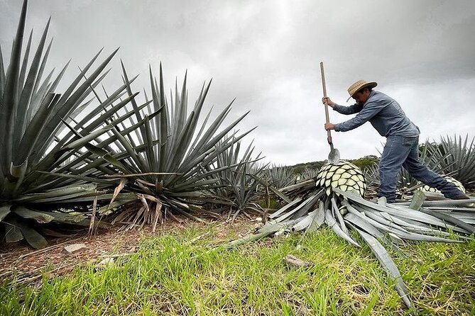 Private One Day Adventure Tour in Tequila and La Fortaleza Distillery - What the private format is really worth