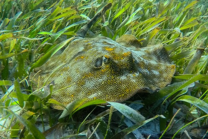 Private (only you) Reef Snorkeling in Puerto Morelos 2x40 minutes - A private pickup that saves time