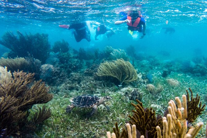 Private (only you) Reef Snorkeling in Puerto Morelos 2x40 minutes - What the reef wildlife can look like