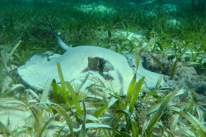 Private (only you) Reef Snorkeling in Puerto Morelos 2x40 minutes - Timing, comfort, and what to bring