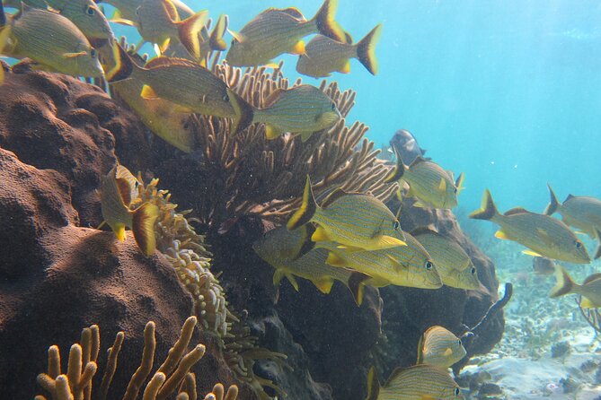 Private (only you) Reef Snorkeling in Puerto Morelos 2x40 minutes - Cancellation and booking details that matter